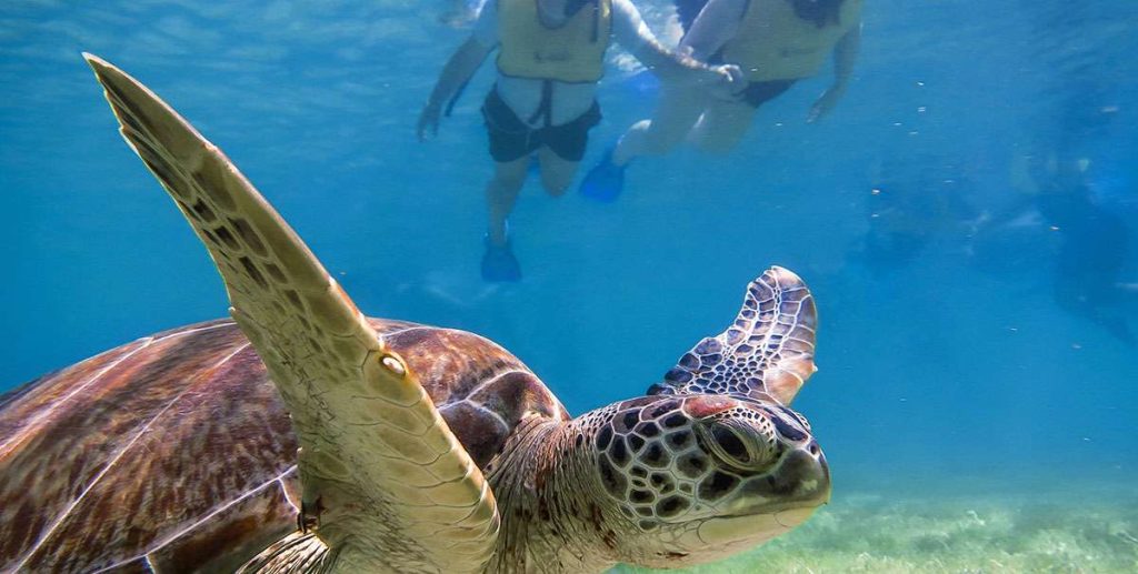 Morning Snorkeling w/ Sea Turtles in Akumal Bay & Cenote Tour