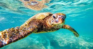 Private Marine Turtles Snorkeling Tour in Mexico