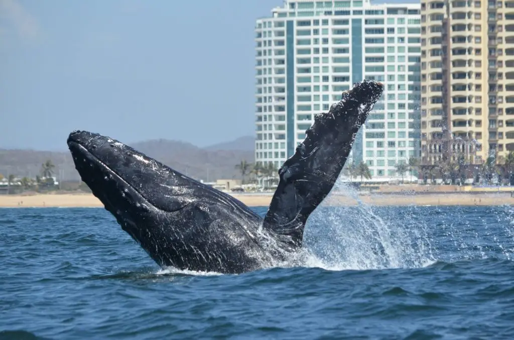 Whale Watching Expeditions