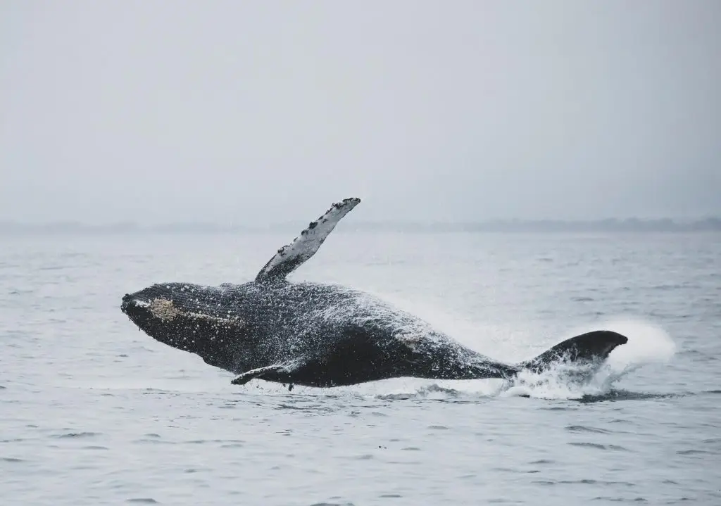 Tours de Avistamiento de Ballenas
