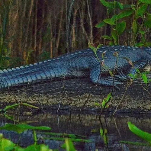 Alligator1