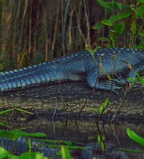 Alligator1