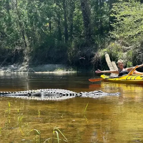 Alligator10