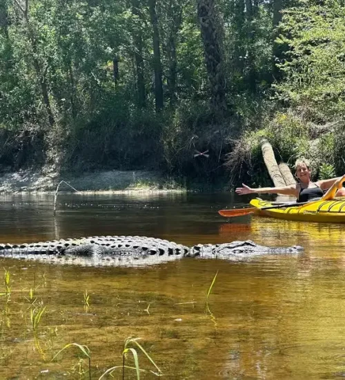 Alligator10