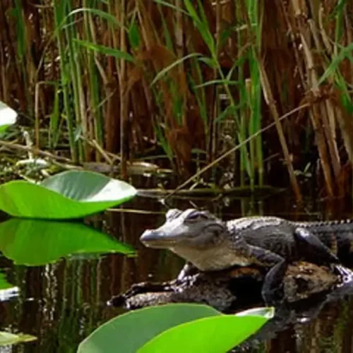 Alligator3