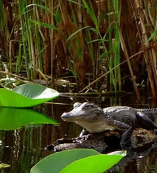Alligator3