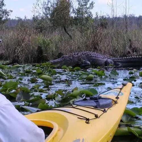 Alligator4