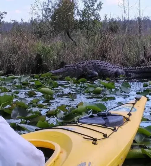 Alligator4