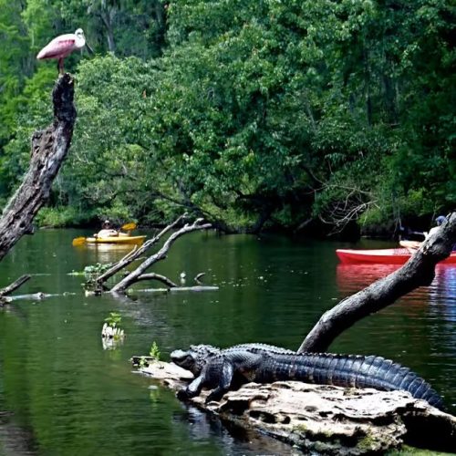 Alligator5