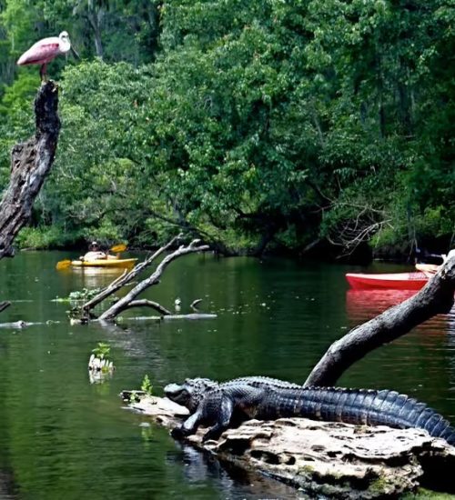 Alligator5