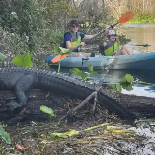 Alligator6