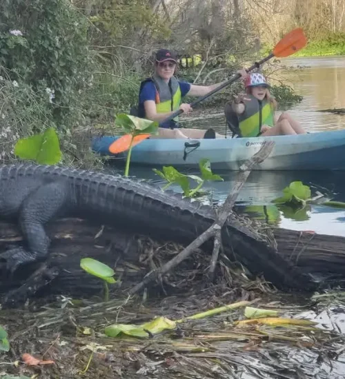 Alligator6