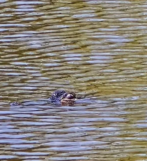 Alligator9