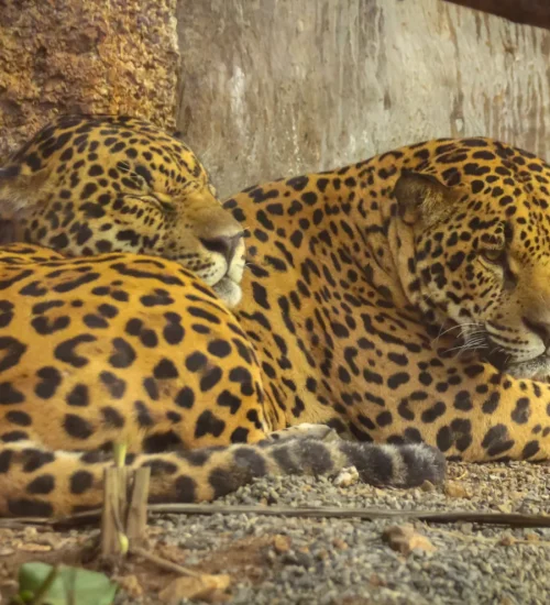 Animal-Sanctuary2
