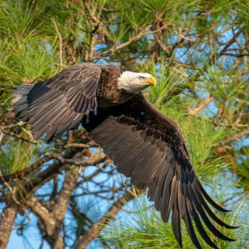Bald-Eagle