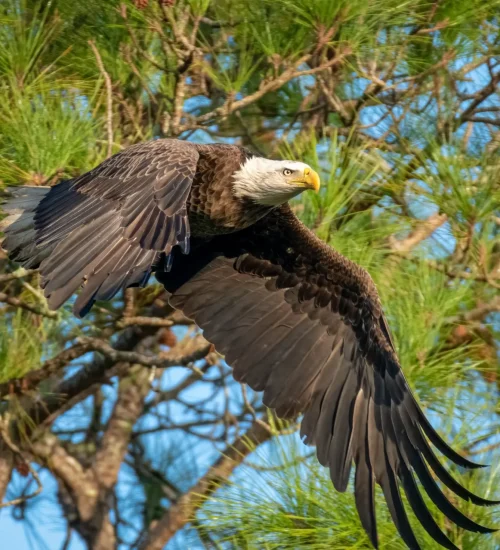 Bald-Eagle