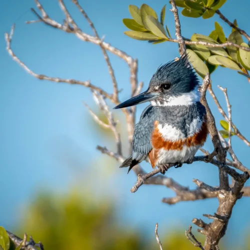 Belted-Kingfisher