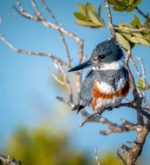 Belted-Kingfisher