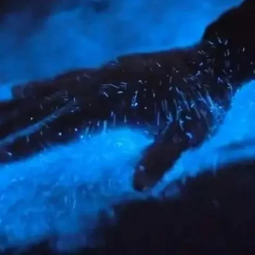 Bio-Hand