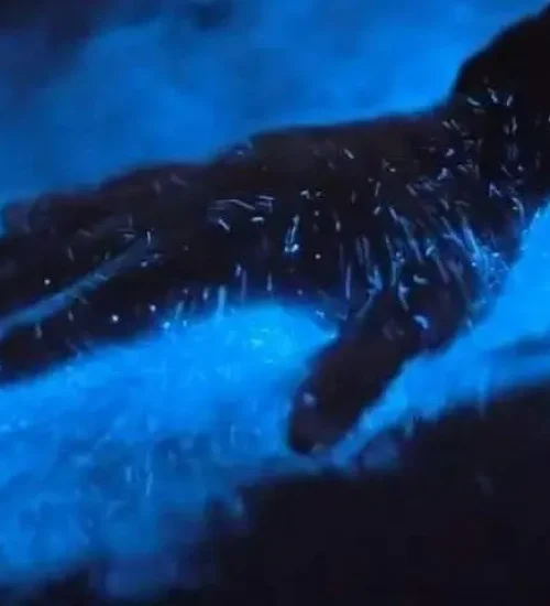 Bio-Hand