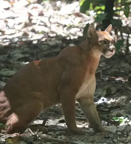 Close-Up-of-a-Cougar-at-San-Pedrillo