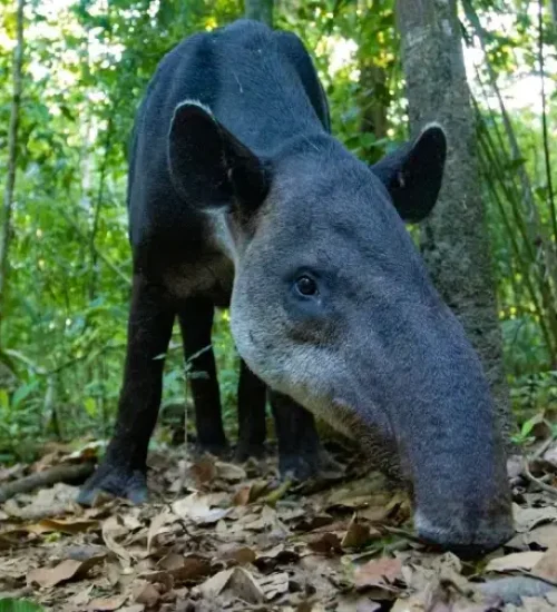Close-Up-of-a-Tapir-at-San-Pedrillo