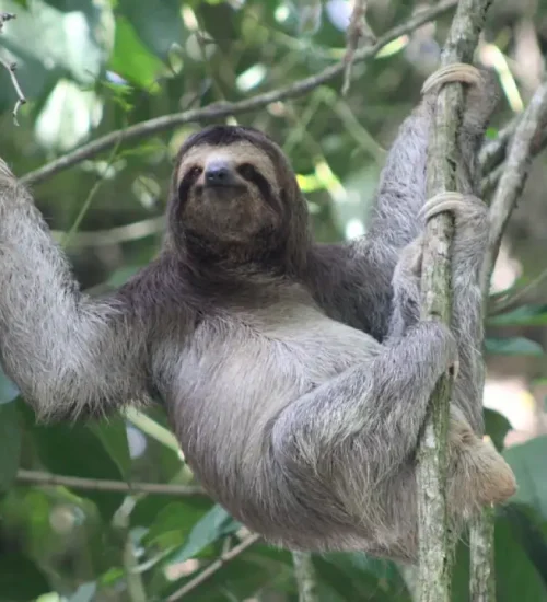 Corcovado-ballena-tour-fotos-3