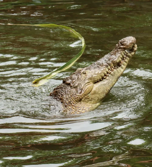Crocs-68