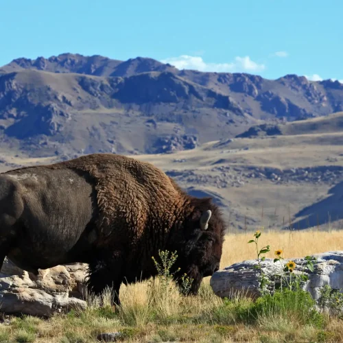 Bison on Antelope Island State Park, Utah  9-10  SG1191