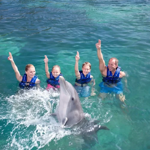 Delphinus1