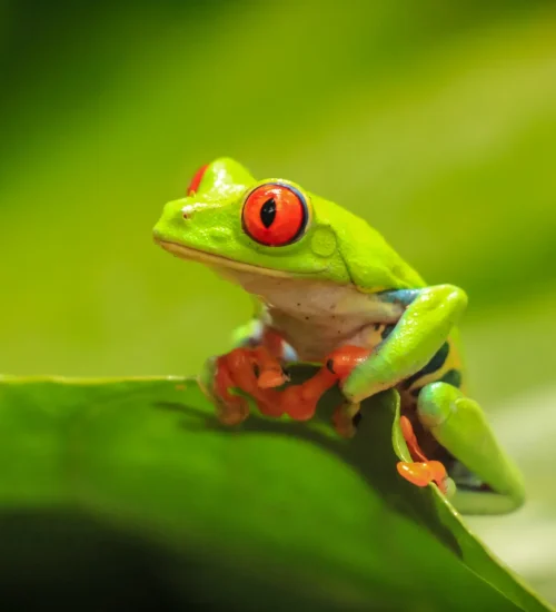 Diamantes-Animal-Sanctuary-109