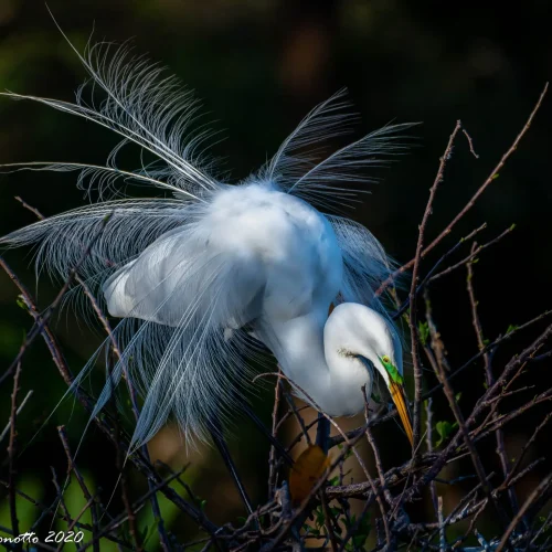 Great-Egret
