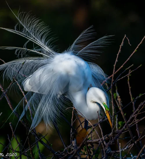 Great-Egret