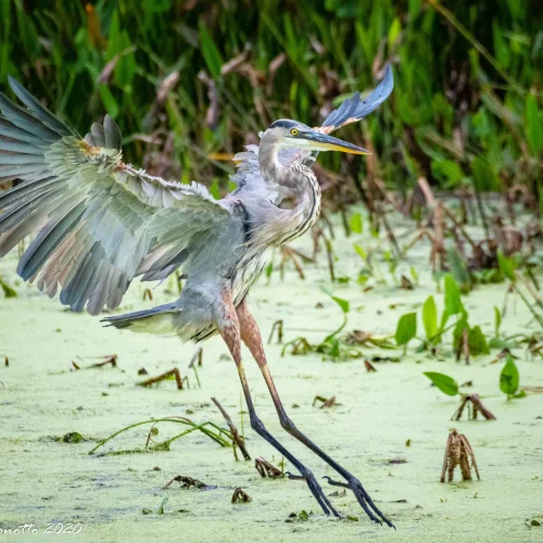 Great-blue-Heron