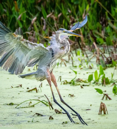 Great-blue-Heron