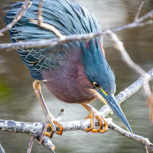 Green-Heron