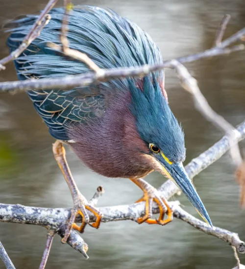 Green-Heron