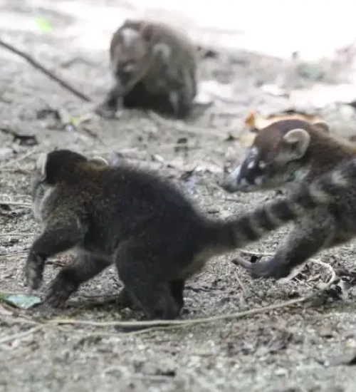 Group-of-Coatis-at-San-Pedrillo