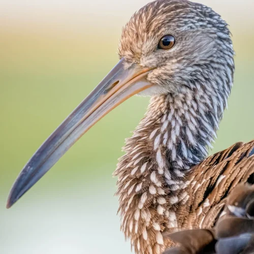 Limpkin