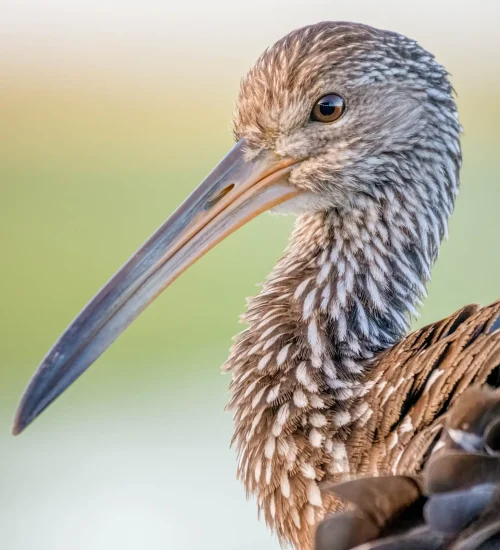 Limpkin