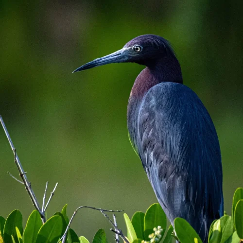 Little-blue-Heron