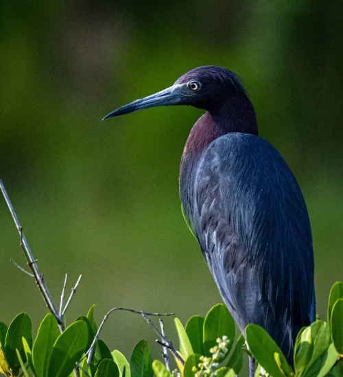 Little-blue-Heron