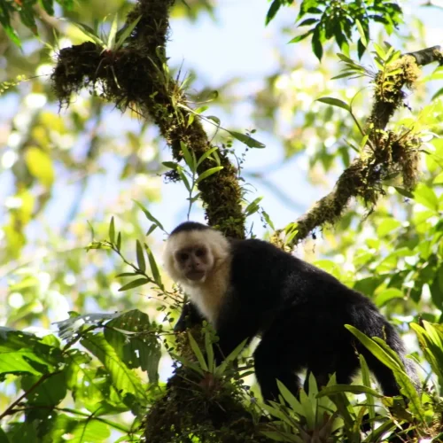 MONKEY-RIO-CELESTE