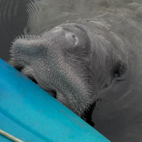 Manatee against kayak