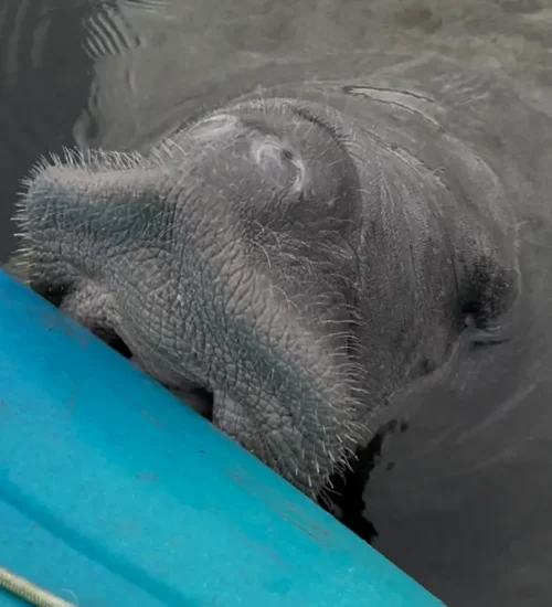Manatee against kayak