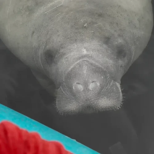 Manatee-by-Kayak