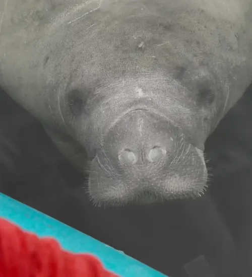 Manatee-by-Kayak