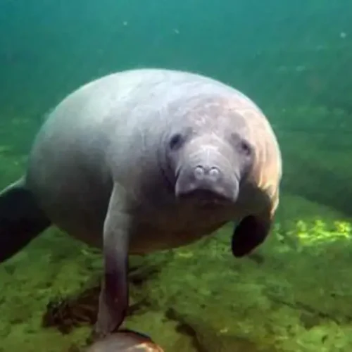 Manatee