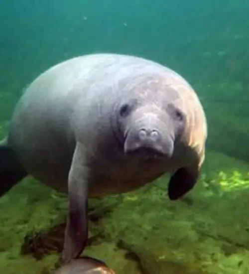 Manatee