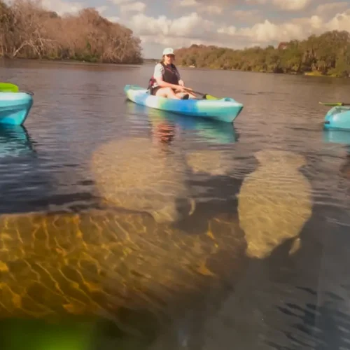 Manatees with Kayaks